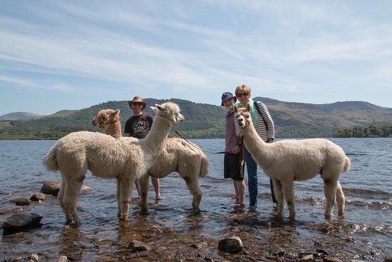 Alpacaly Ever After