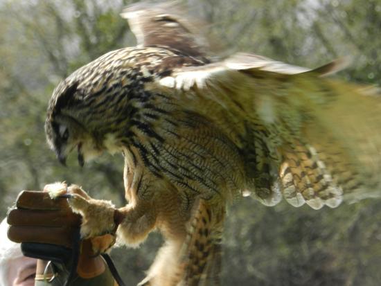 Devon Bird of Prey Centre