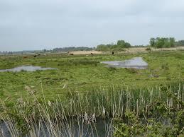 Suffolk Wildlife Trust